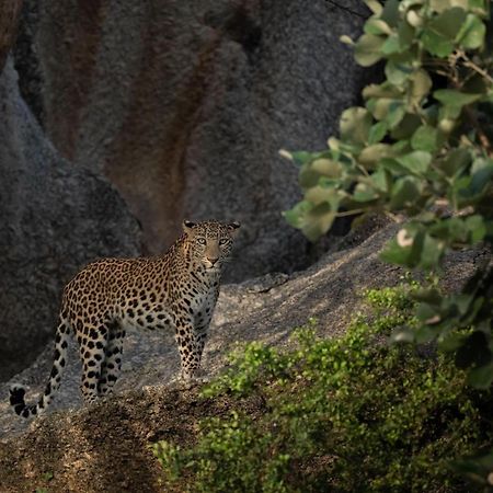 Jawai Leopard Villa Bijapur  Exterior foto