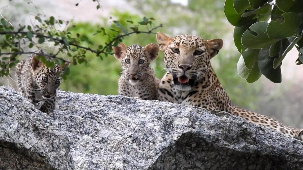 Jawai Leopard Villa Bijapur  Exterior foto
