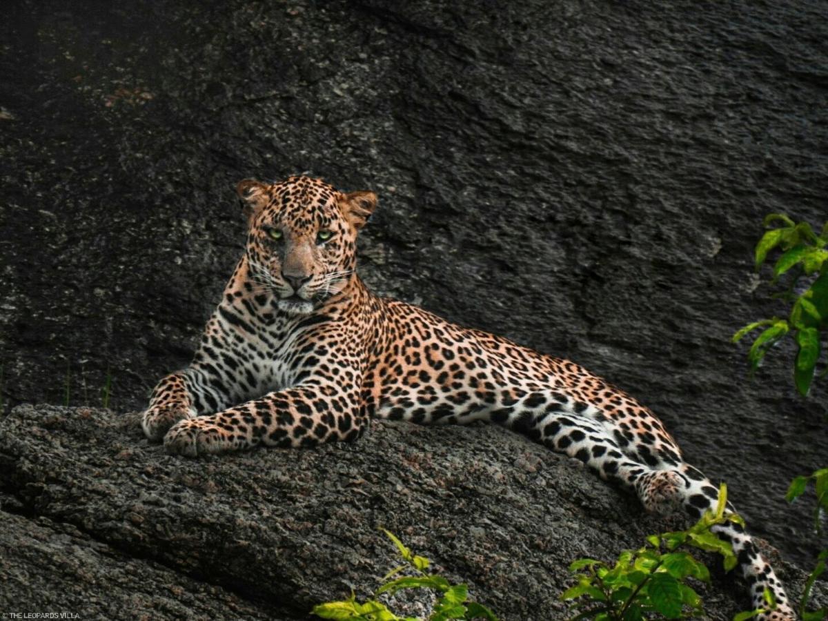 Jawai Leopard Villa Bijapur  Exterior foto