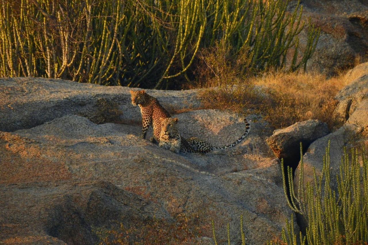Jawai Leopard Villa Bijapur  Exterior foto