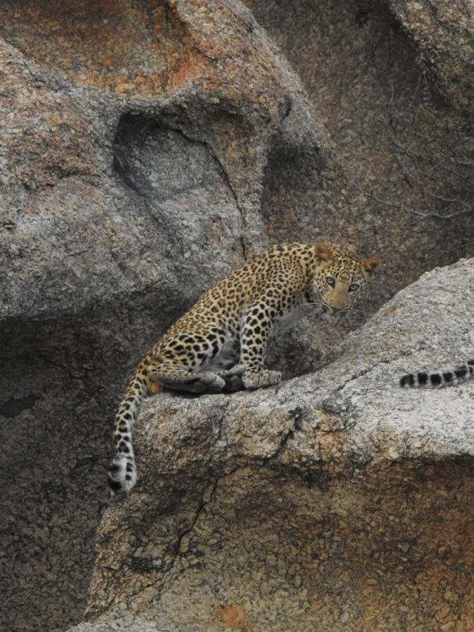 Jawai Leopard Villa Bijapur  Exterior foto