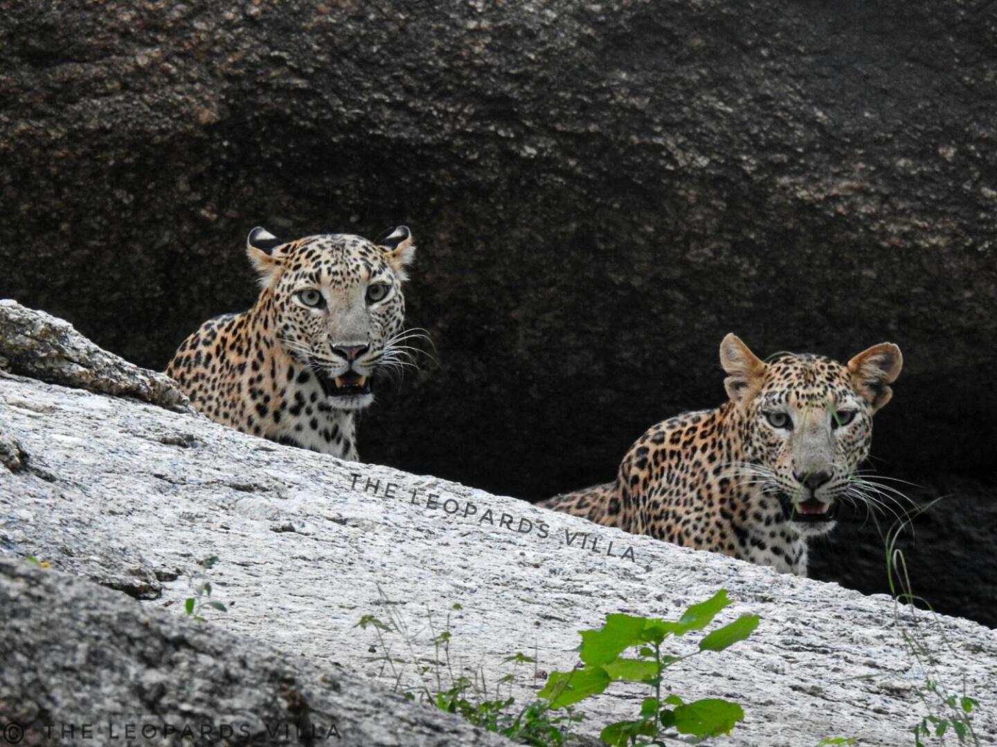 Jawai Leopard Villa Bijapur  Exterior foto