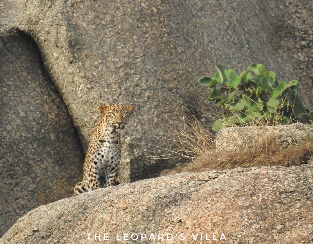 Jawai Leopard Villa Bijapur  Exterior foto