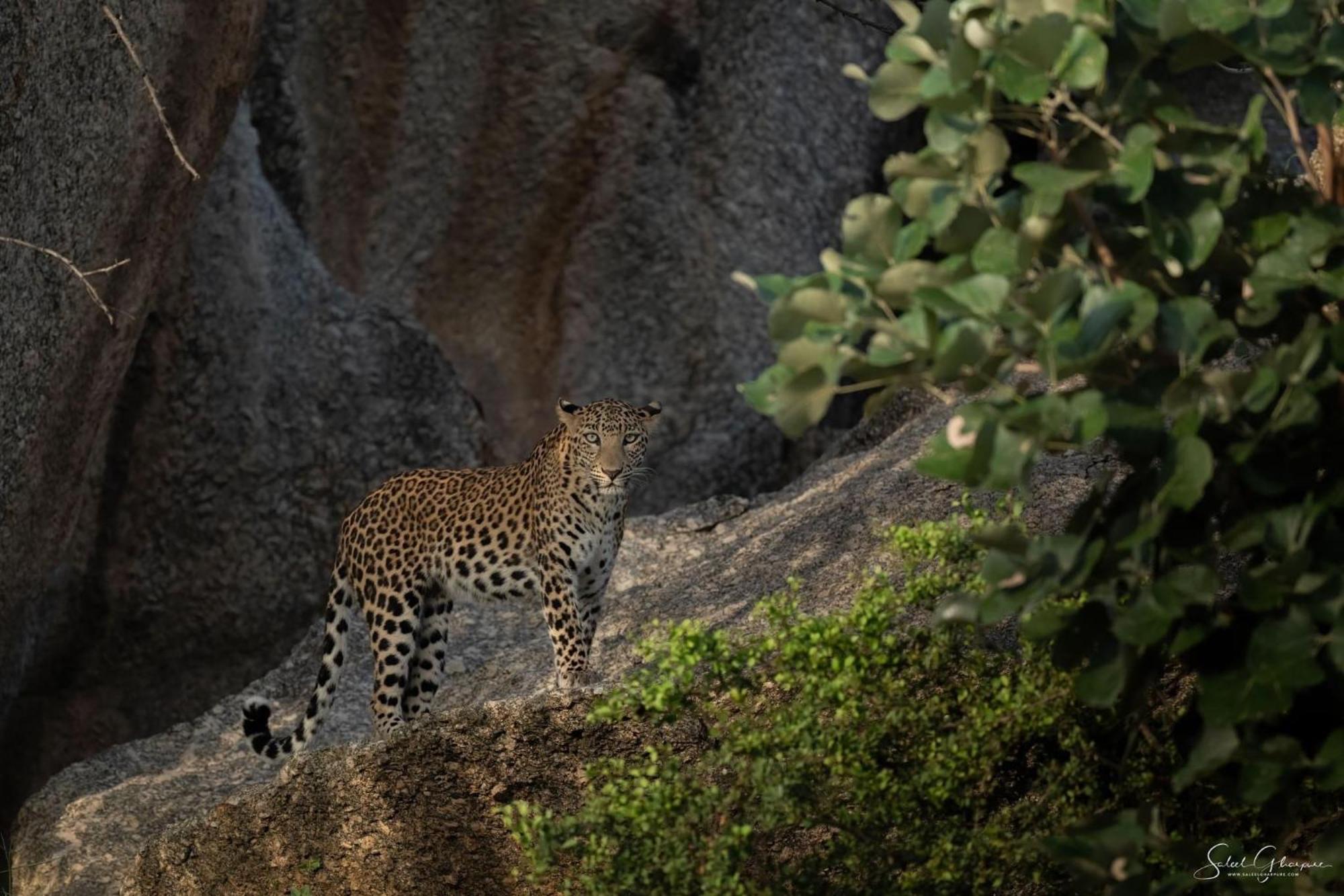 Jawai Leopard Villa Bijapur  Exterior foto