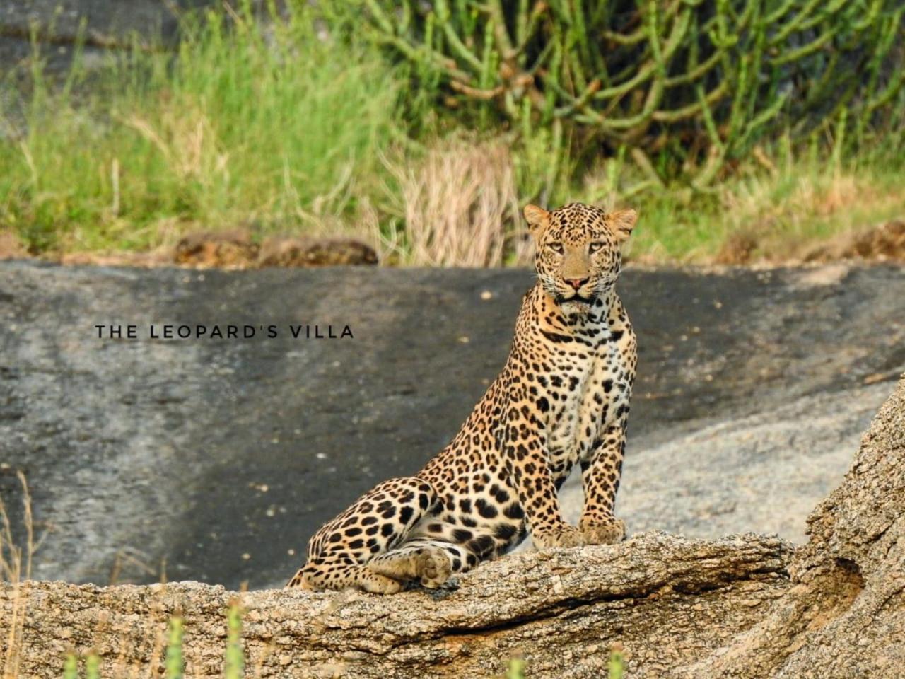 Jawai Leopard Villa Bijapur  Exterior foto