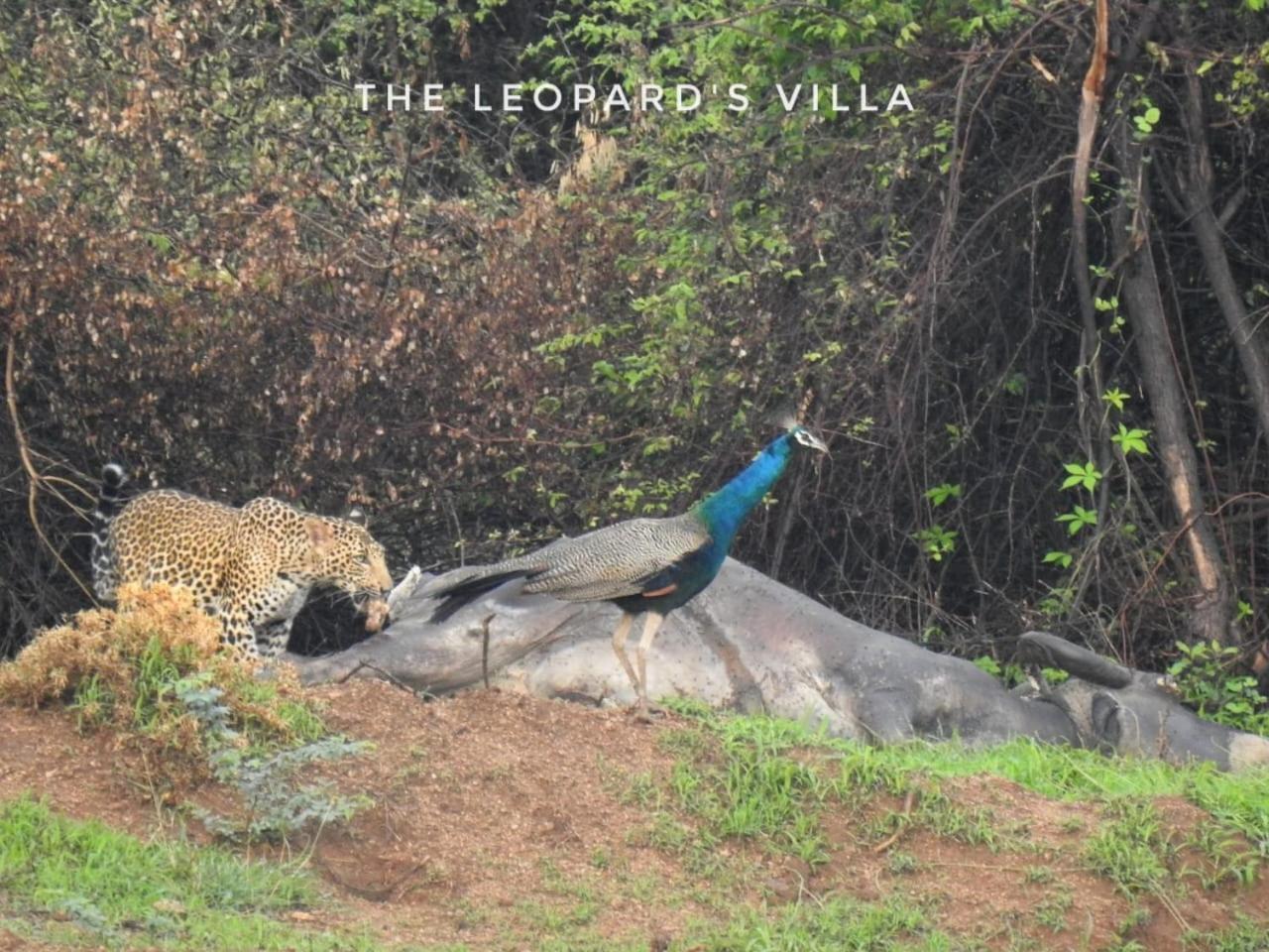 Jawai Leopard Villa Bijapur  Exterior foto