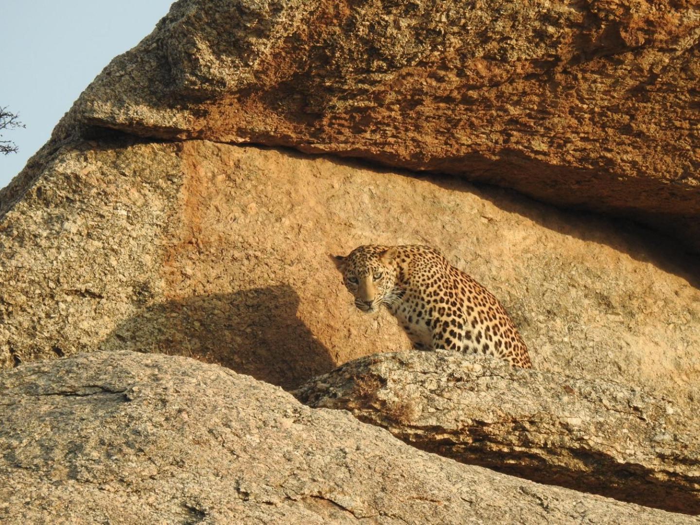 Jawai Leopard Villa Bijapur  Exterior foto